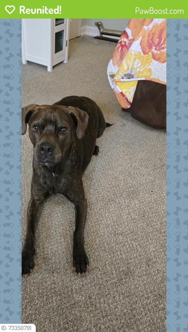 Reunited Female Dog last seen Near Wellington Boulevard Columbus OH 43219, Columbus, OH 43219