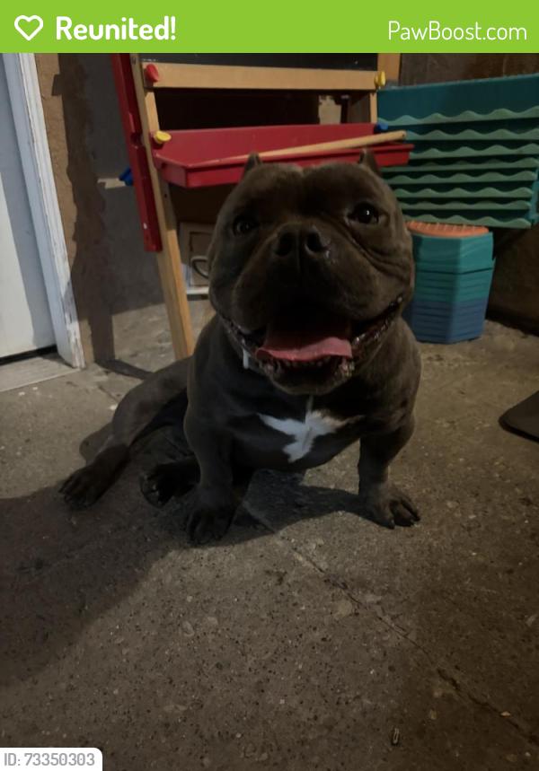 Reunited Male Dog last seen Near W Hemlock St, Oxnard, CA 93033, USA, Oxnard, CA 93033