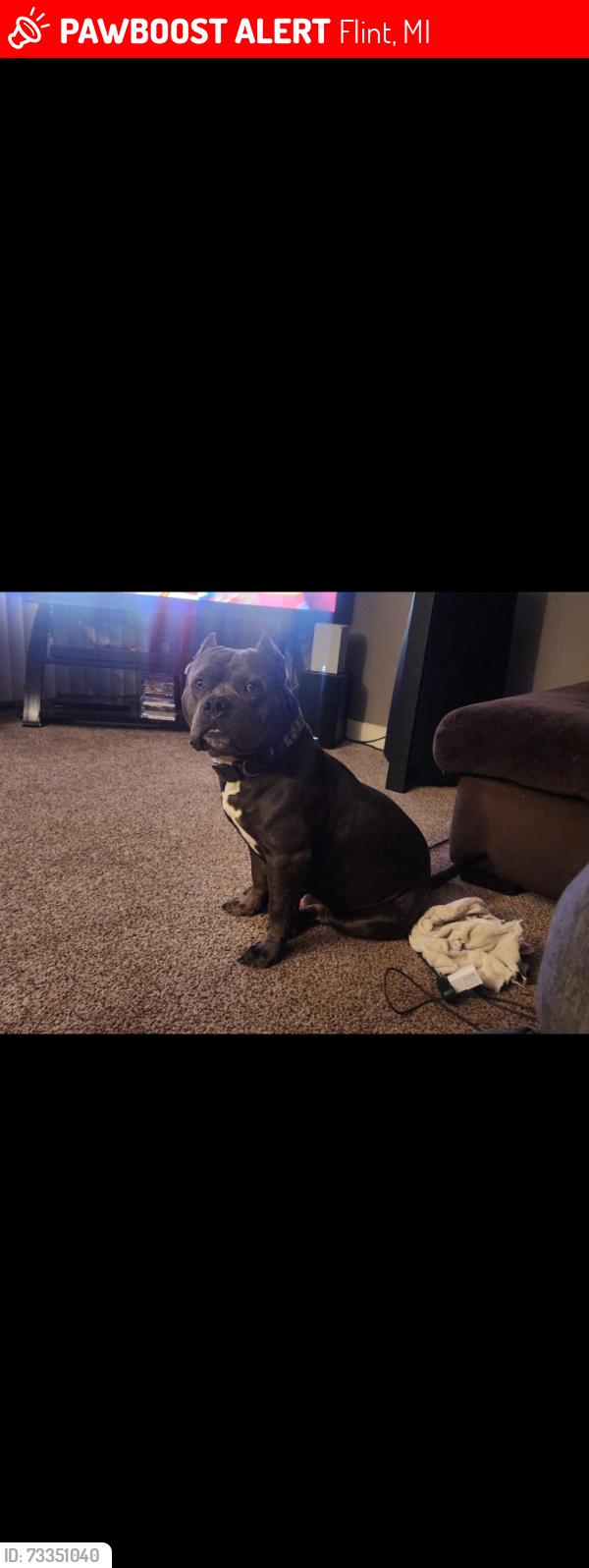Lost Male Dog last seen Hemphill and dort hwy, Flint, MI 48507