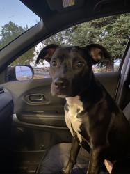 Reunited Female Dog last seen Alta Mesa, Redding, CA 96002