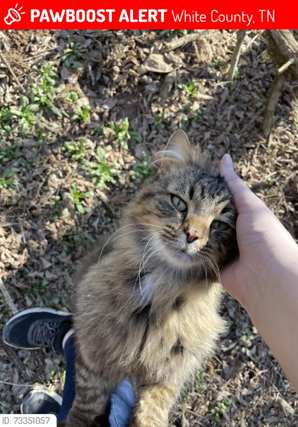 Lost Male Cat last seen Viola Drive, White County, TN 38583