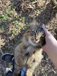 Lost Male Cat last seen Viola Drive, White County, TN 38583
