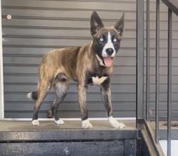 Lost Male Dog last seen Hacks Cross, Winchester Rd, Riverdale Rd, Memphis, TN 38125