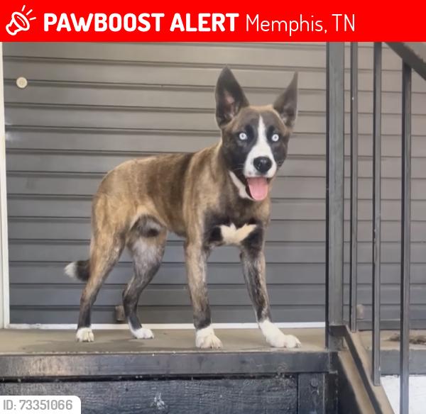 Lost Male Dog last seen Hacks Cross, Winchester Rd, Riverdale Rd, Memphis, TN 38125