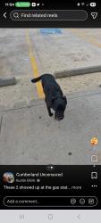 Found/Stray Female Dog last seen Near and 99, Conroe, TX 77301