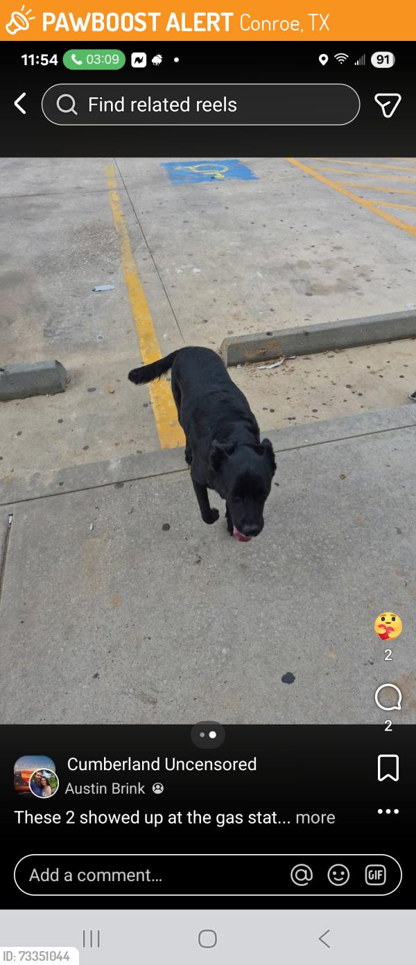 Found/Stray Female Dog last seen Near and 99, Conroe, TX 77301