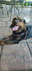 Reunited Male Dog last seen Prospect Rd, Mount Airy, MD 21771