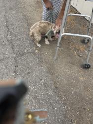 Reunited Male Dog last seen Crest, Spring Valley, CA 91977