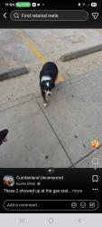 Reunited Male Dog last seen Near and 1314, Porter, TX 77365