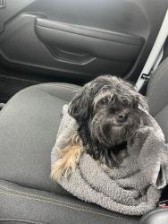 Reunited Female Dog last seen Near corner of Price Avenue & High St, right outside Mission Coffee, Columbus, OH 43201