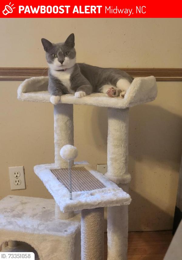 Lost Female Cat last seen In my yard at 9 930pm, Lexington, NC 27295