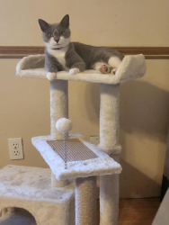 Lost Female Cat last seen In my yard at 9 930pm, Lexington, NC 27295
