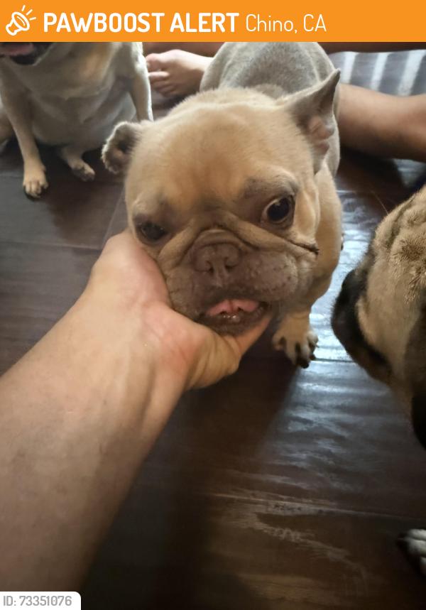 Found/Stray Female Dog last seen Roads elementary, Chino, CA 91710