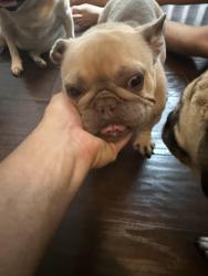 Found/Stray Female Dog last seen Roads elementary, Chino, CA 91710