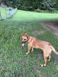 Reunited Female Dog last seen Duncan and Watkins, Greenville, SC 29617