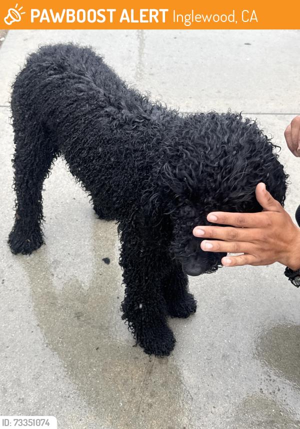 Found/Stray Unknown Dog last seen Village dr / next to Carl’s Jr, Inglewood, CA 90303