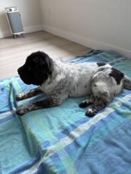 Reunited Unknown Dog last seen 41st avenue, Indio, CA 92201