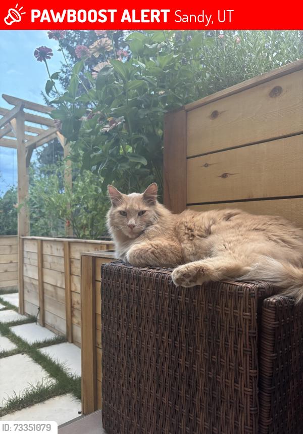 Lost Male Cat last seen Falcon park, Sandy, UT 84093