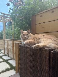 Lost Male Cat last seen Falcon park, Sandy, UT 84093