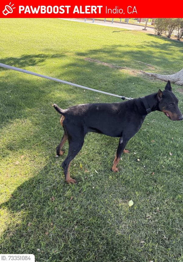 Lost Female Dog last seen Monroe, Indio, CA 92201