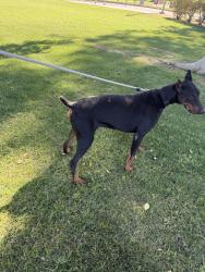 Lost Female Dog last seen Monroe, Indio, CA 92201