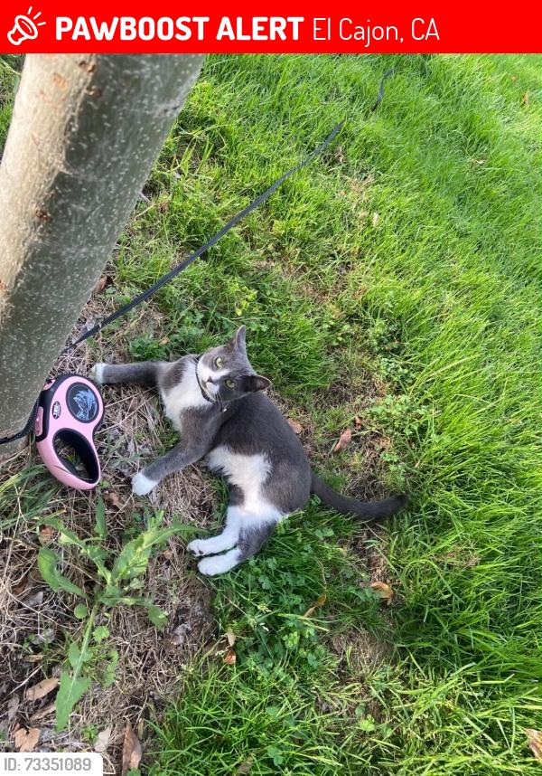 Lost Female Cat last seen Emerald Ave, El Cajon, CA 92020