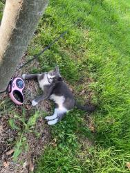 Lost Female Cat last seen Emerald Ave, El Cajon, CA 92020