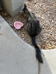 Found/Stray Unknown Cat last seen Versante apmts, Phoenix, AZ 85007