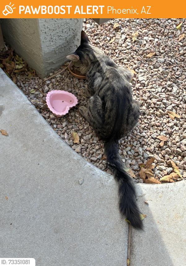 Found/Stray Unknown Cat last seen Versante apmts, Phoenix, AZ 85007