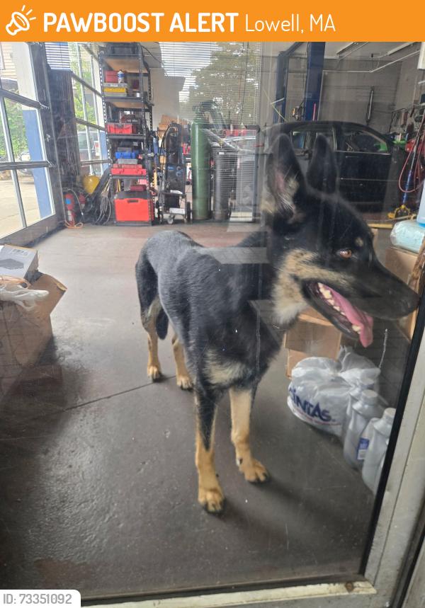 Found/Stray Female Dog last seen I&m gas station, Lowell, MA 01850