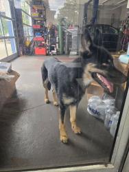 Found/Stray Female Dog last seen I&m gas station, Lowell, MA 01850