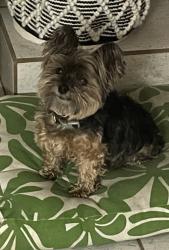 Lost Male Dog last seen Paseo del Lago Dr. Vista, CA 92081, Vista, CA 92081