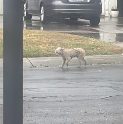 Reunited Female Dog last seen Near block fremontia drive, San Bernardino, CA 92404