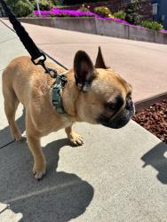 Reunited Male Dog last seen Strang Ave, Castro Valley, CA 94578, USA, Castro Valley, CA 94578