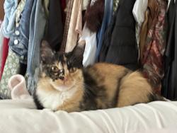 Reunited Female Cat last seen Meadow View Elementary School, Santa Rosa, CA 95407