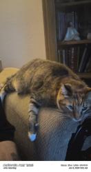Lost Female Cat last seen Carolina Street and Sutter Avenue, Vallejo, CA 94590