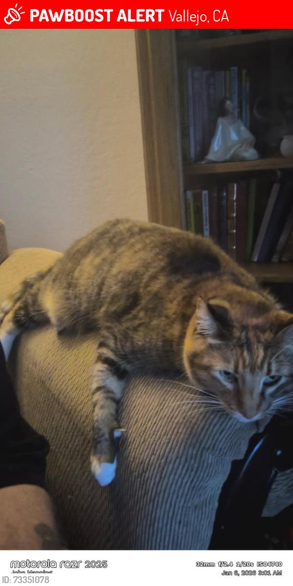 Lost Female Cat last seen Carolina Street and Sutter Avenue, Vallejo, CA 94590