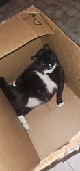 Lost Male Cat last seen Washington st Medford, Medford, MA 02155