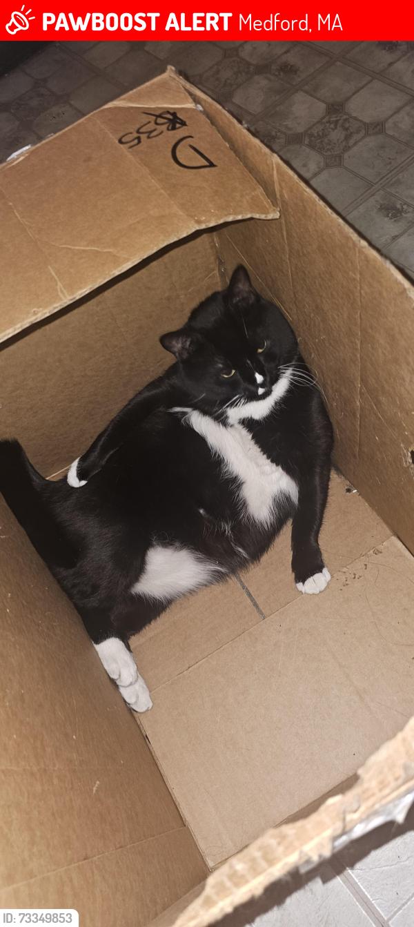 Lost Male Cat last seen Washington st Medford, Medford, MA 02155
