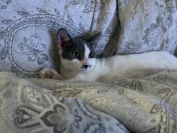 Lost Female Cat last seen Klein mdws by legend point elementary on camera, New Braunfels, TX 78130