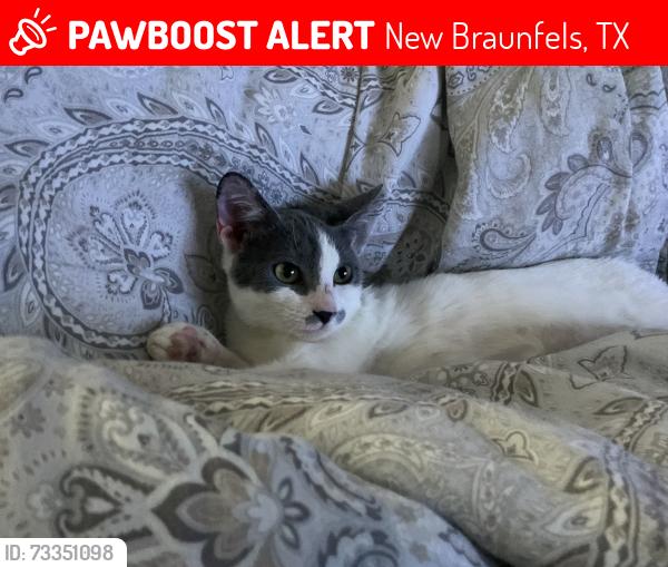 Lost Female Cat last seen Klein mdws by legend point elementary on camera, New Braunfels, TX 78130