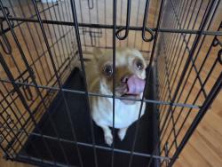 Reunited Female Dog last seen 25th Ave and Evans Drive, Brookville, NY 11545
