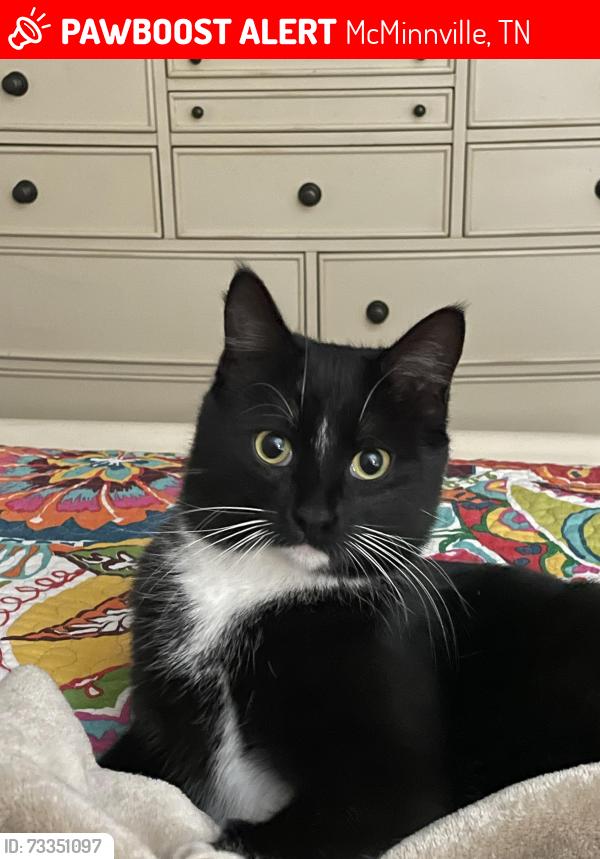 Lost Female Cat last seen Fast Pace, McMinnville, TN 37110