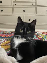 Lost Female Cat last seen Fast Pace, McMinnville, TN 37110