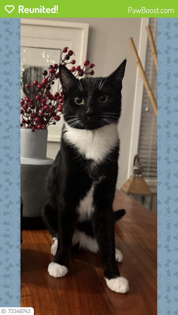Reunited Female Cat last seen 204th and 82nd avenue Langley bc, Langley Township, BC V2Y 2A9