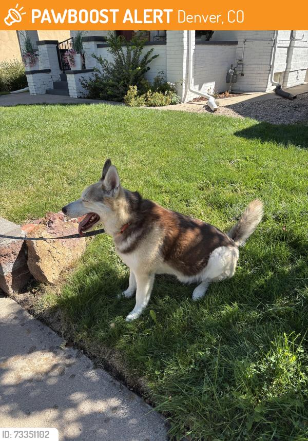 Found/Stray Unknown Dog last seen 37th and Quivas, Denver, CO 80211