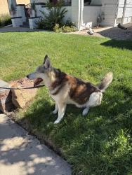 Found/Stray Unknown Dog last seen 37th and Quivas, Denver, CO 80211