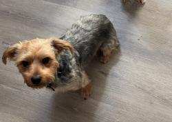 Reunited Male Dog last seen Nathan Hale Way, Louisville, KY 40272, USA, Louisville, KY 40272