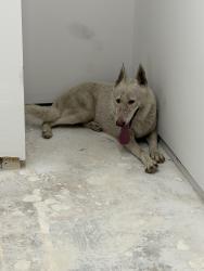 Reunited Male Dog last seen Near Ave SW 204 St, Cutler Bay FL 33189, Cutler Bay, FL 33189