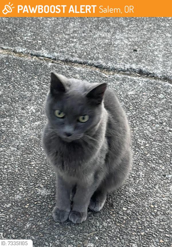Found/Stray Unknown Cat last seen Arabian and 46th, Salem, OR 97317